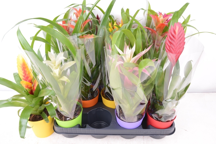 <h4>BROMELIA GEM 8 SRT</h4>