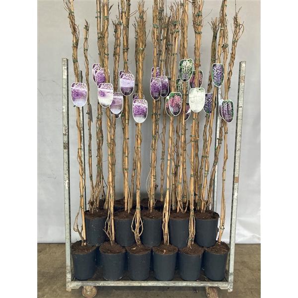 <h4>Wisteria mix C7RP</h4>