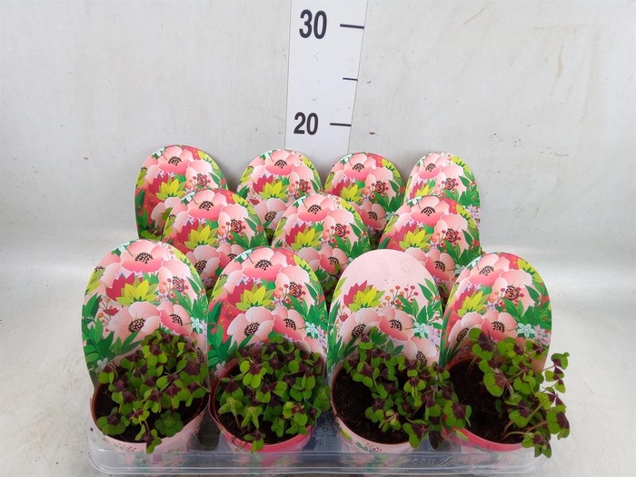 <h4>Oxalis deppei</h4>