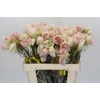 Blushing Bride 4/6 Flowers
