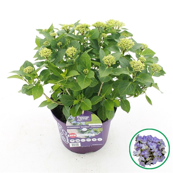 <h4>Hydrangea macr. Forever & Ever® 'Hortbux'® Blauw C5 (23cm.) Kn.</h4>