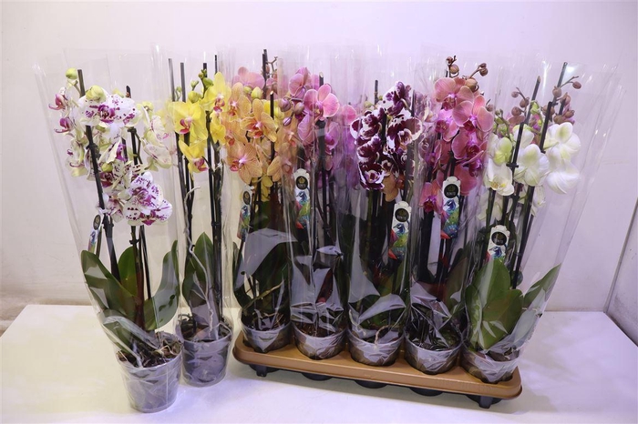 <h4>arr8 Phal Gem 6 Kl</h4>