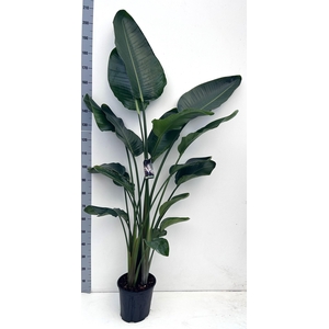 STRELITZIA NICOLAI