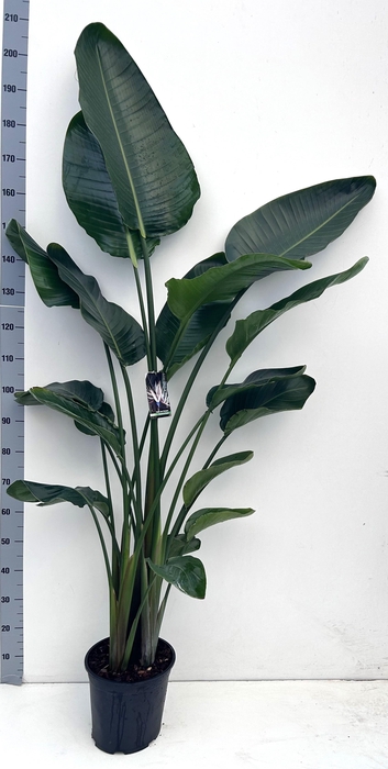 <h4>STRELITZIA NICOLAI</h4>