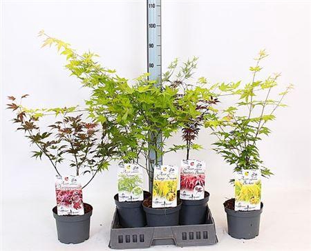 <h4>Acer Gemengd</h4>