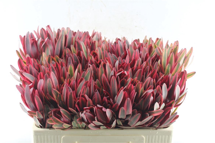 <h4>Leucad Jester</h4>