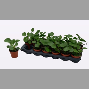 PILEA PEPEROMIOIDES