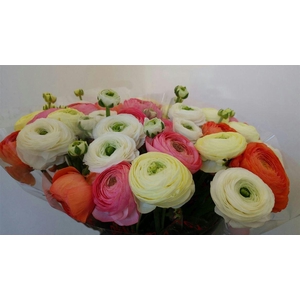 Ran Suc 1st Mix Pastel Mix