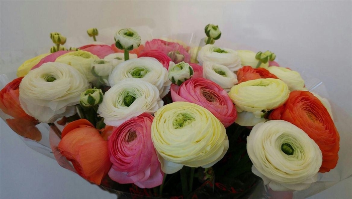 <h4>Ran Suc 1st Mix Pastel Mix</h4>