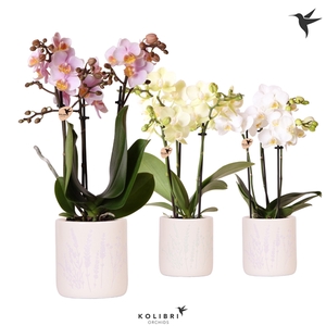 Kolibri Orchids Phalaenopsis mix 3 spike in Floral pot mix