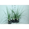 Cortaderia Selloana Pumila