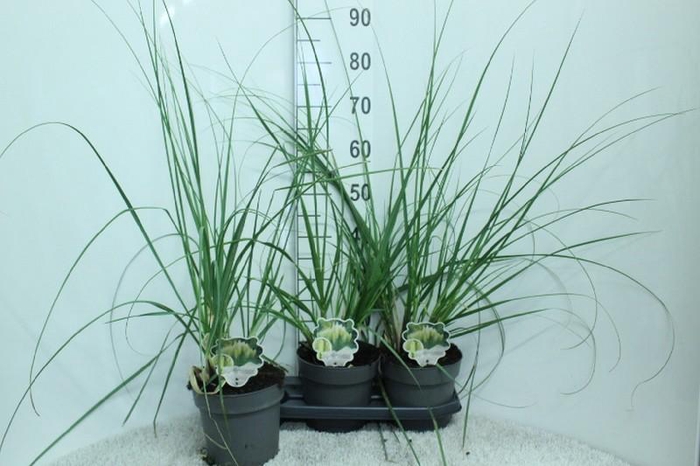<h4>Cortaderia Selloana Pumila</h4>