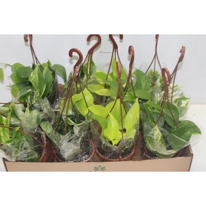 PLANTA PENDENTE VARIADO C13