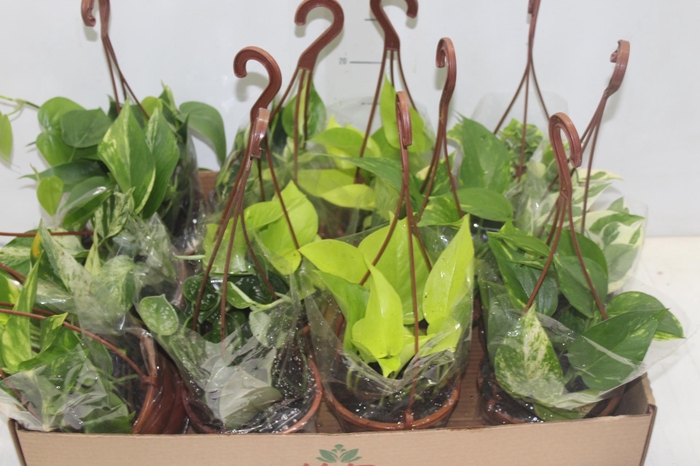 <h4>PLANTA PENDENTE VARIADO C13</h4>