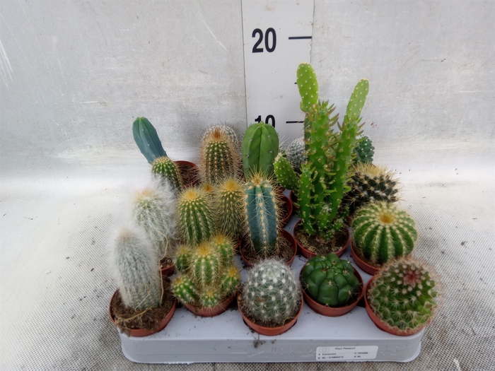 <h4>Cactus   ...mix</h4>