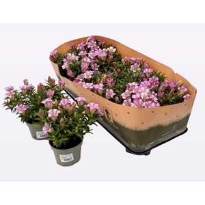 GENT R D PINK STAR