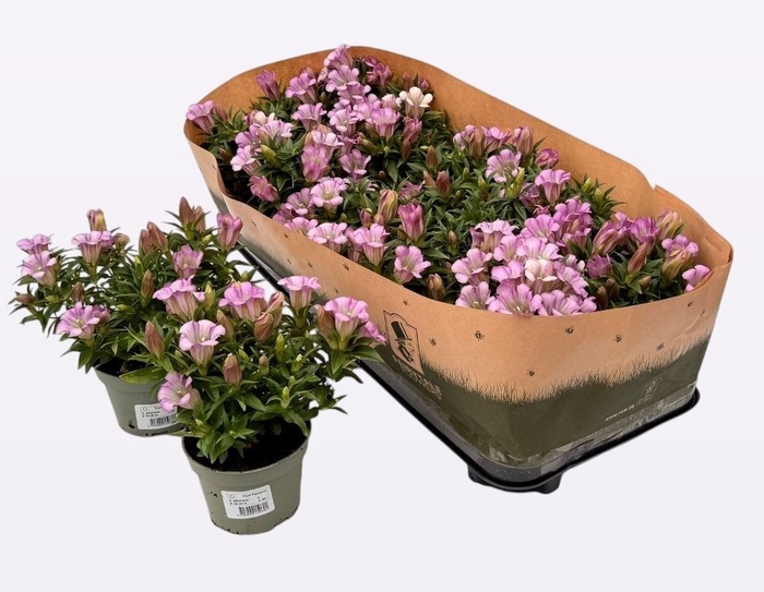 <h4>GENT R D PINK STAR</h4>