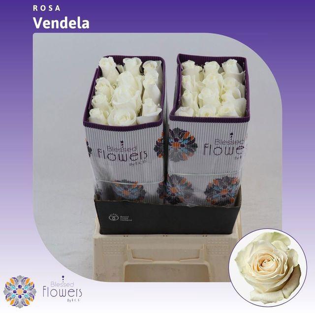 <h4>R GR VENDELA EQU</h4>