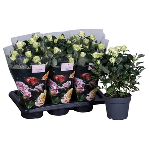 Nolina Roses Ø 17 cm White st. 1-2