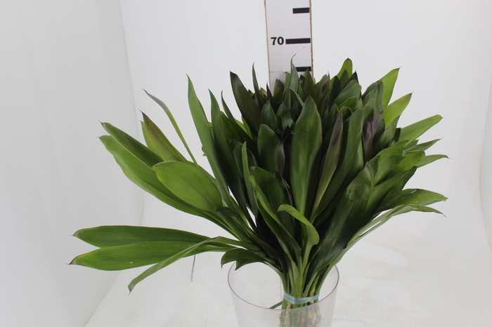 <h4>FOLHAGEM DRACENA POA</h4>
