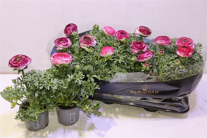 <h4>arr8 Ranun Ov</h4>