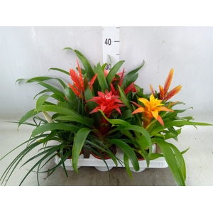 Bromelia   ...mix 13