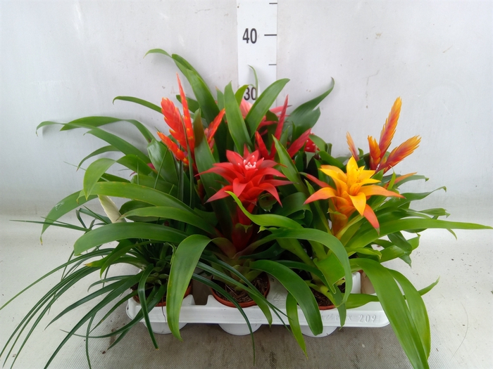 <h4>Bromelia   ...mix 13</h4>