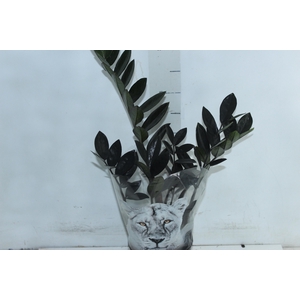 ZAMIOCULCAS BLACK QUEEN P14