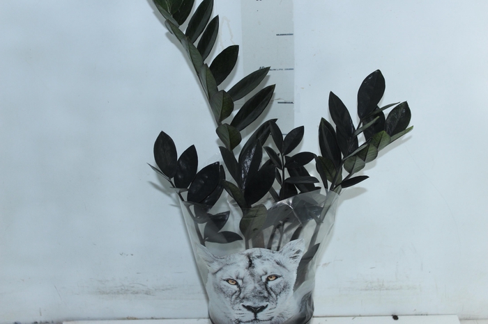 <h4>ZAMIOCULCAS BLACK QUEEN P14</h4>