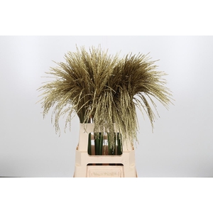 Miscanthus Kl Bh Goud