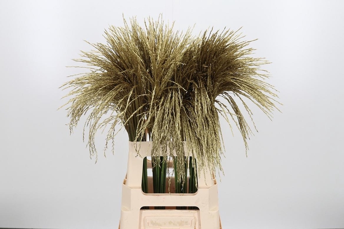 <h4>Miscanthus Kl Bh Goud</h4>