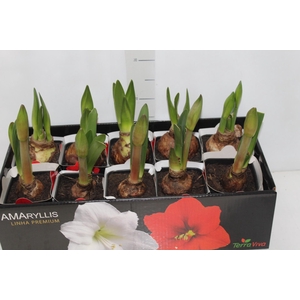 AMARYLLIS P14 MIN 2 HT