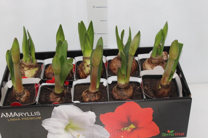 <h4>AMARYLLIS P14 MIN 2 HT</h4>