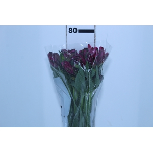 ALSTROEMERIA NAPOLI 080 CM