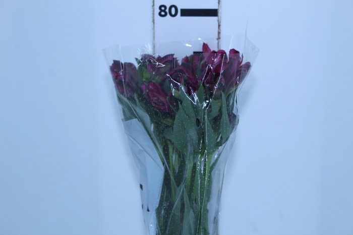 ALSTROEMERIA NAPOLI 080 CM