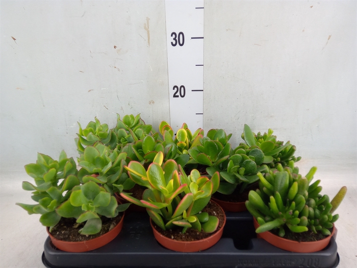 <h4>Crassula   ...mix</h4>