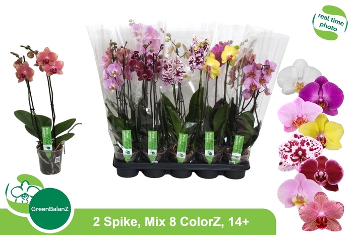 <h4>PHAL GEM 8 KL</h4>