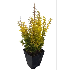 Berberis thunbergii 'Yellow Tower®'