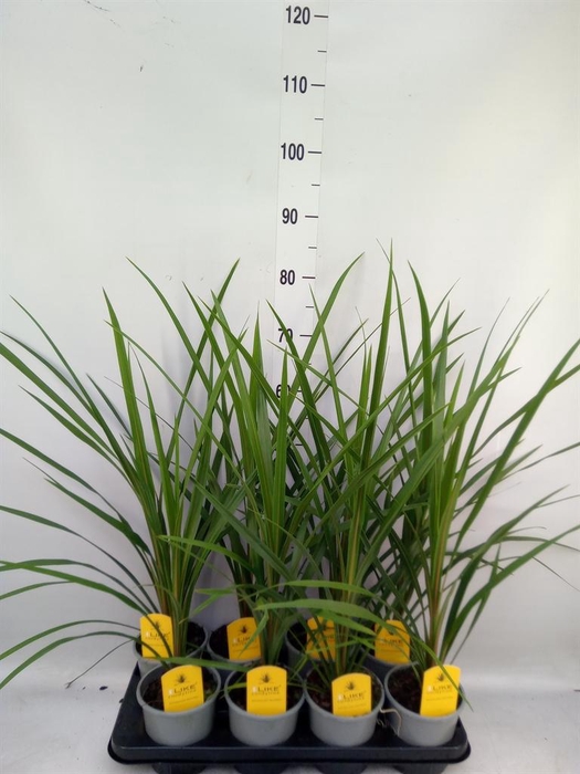 <h4>Cordyline indivisa 'Peko'</h4>