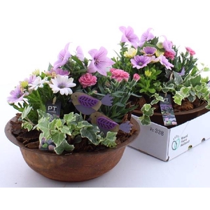 ARR TUINPLANTEN
