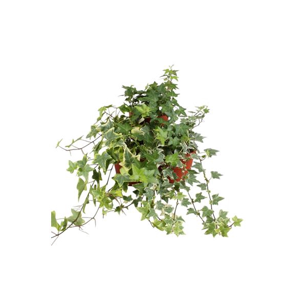 <h4>Hedera helix gemengd</h4>