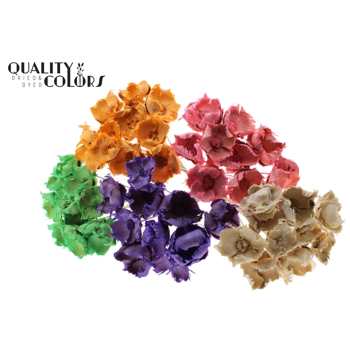 <h4>Palm cup on stem Bleached  Mixed Colours Frosted</h4>