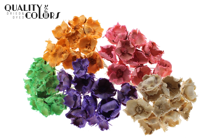 Palm cup on stem Bleached  Mixed Colours Frosted