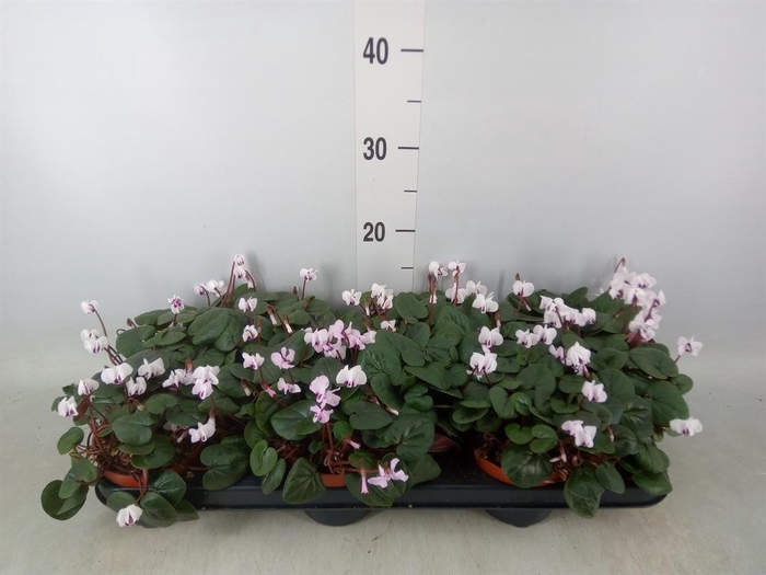 <h4>Cyclamen coum</h4>
