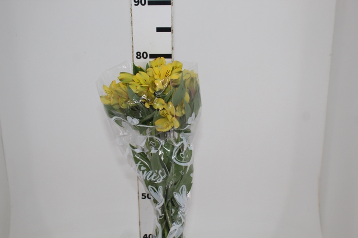 <h4>ALSTROEMERIA CARIBBEAN 080 CM</h4>