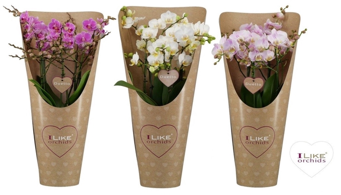 <h4>Phalaenopsis Multiflora</h4>