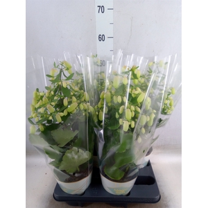 Kalanchoe  'Magic Bell'