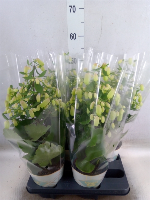 <h4>Kalanchoe  'Magic Bell'</h4>