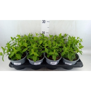 Mentha piperita