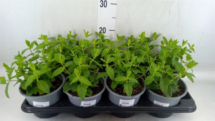 <h4>Mentha piperita</h4>